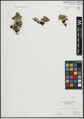 Foto von Salix arctophila Cockerell ex A. Heller